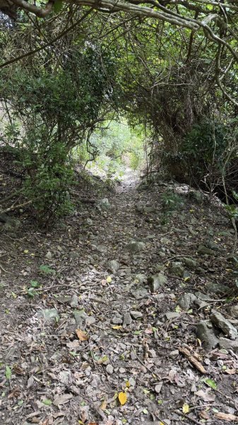 20250811小百岳大山母山2858845