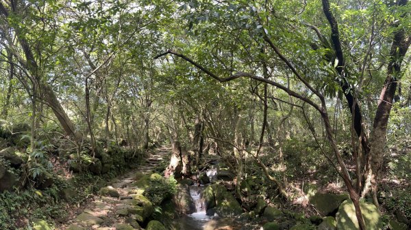 魚路古道上擎天崗賞芒花2318263