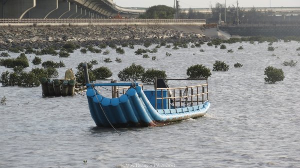 《彰化》海空夕照｜王功燈塔及芳苑海空步道健行賞冬候鳥202601102980332