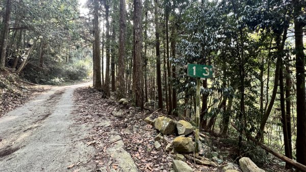 裡冷林道上八仙山標準路線2051833