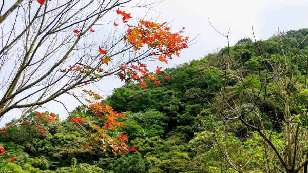 汐止大尖山2971877