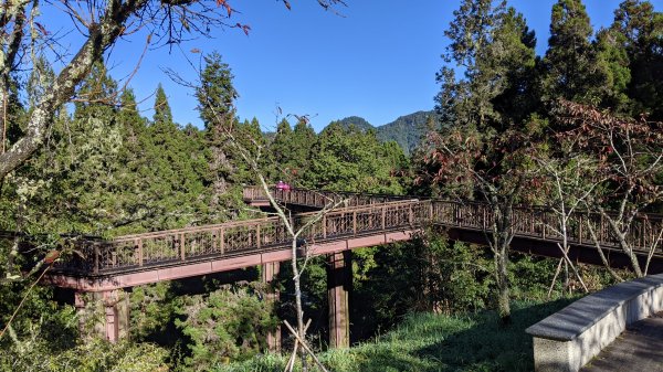 阿里山眠月線水漾森林1498683