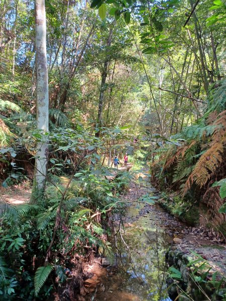 【南投魚池】澀水森林步道2933039