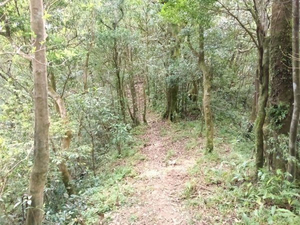 雙溪區打鐵寮山-鶯子嶺-坪溪山-烏山63號-烏山越嶺古道(坪溪山北峰)P字走3023733