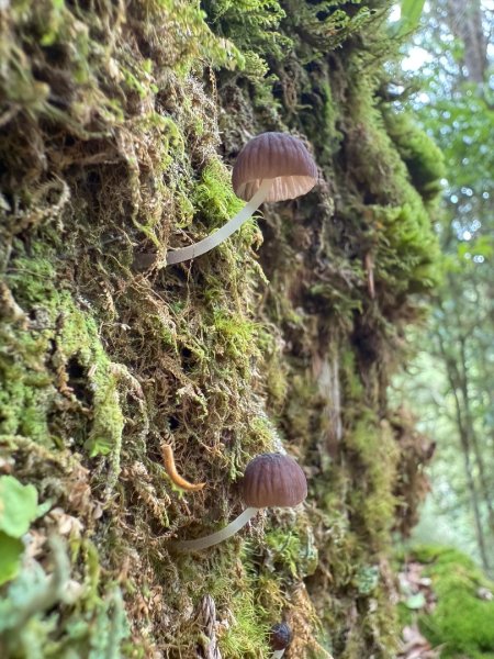 鹿屈山-杉林溪賞花趣2816484