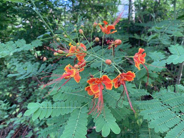 20250628高雄赤山2826281