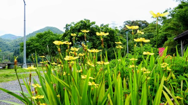 白石湖沒有百合花。晶片關稅2781563