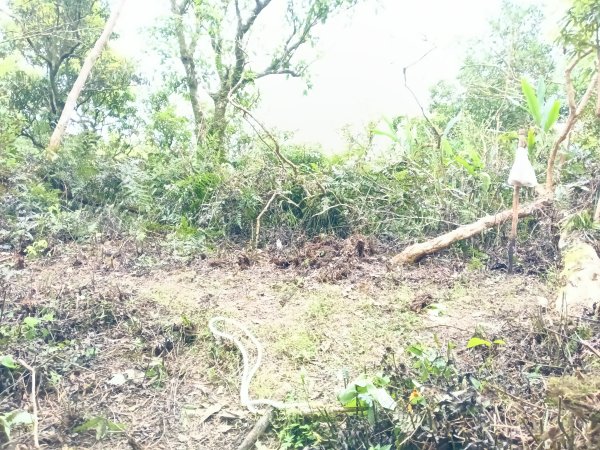 雙溪區打鐵寮山-鶯子嶺-坪溪山-烏山63號-烏山越嶺古道(坪溪山北峰)P字走3023741