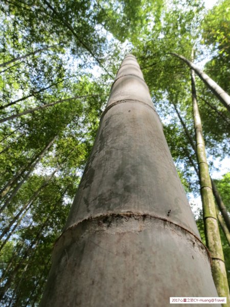 《南投》竹林銀杏｜鹿谷長源圳古道、大崙山銀杏森林、武岫201709212890486