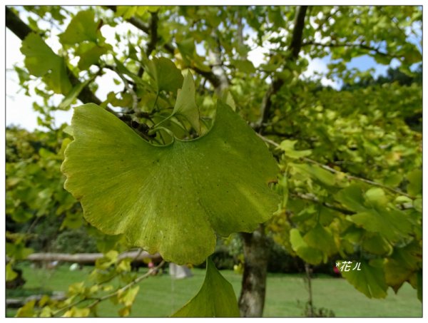 溪頭/山芙蓉之旅712615