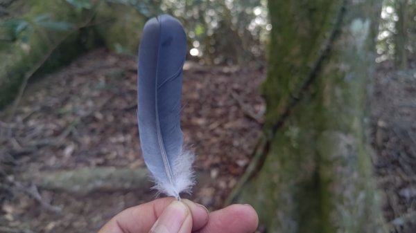 嘉義縣最遙遠的南霞山2698995