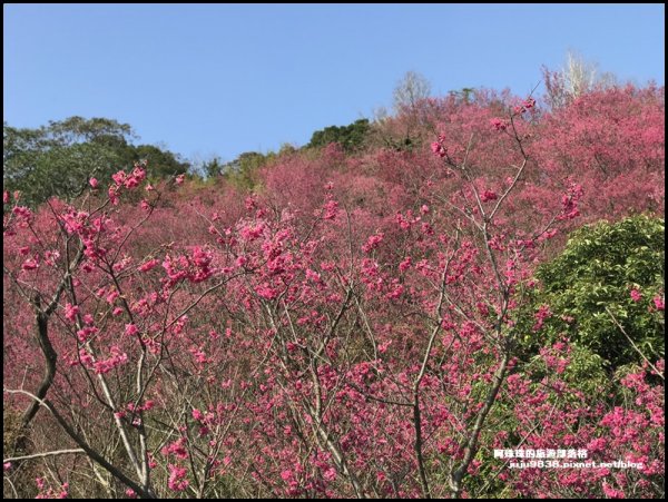 秀才登山步道滿山遍野浪漫山櫻花展風情1268841