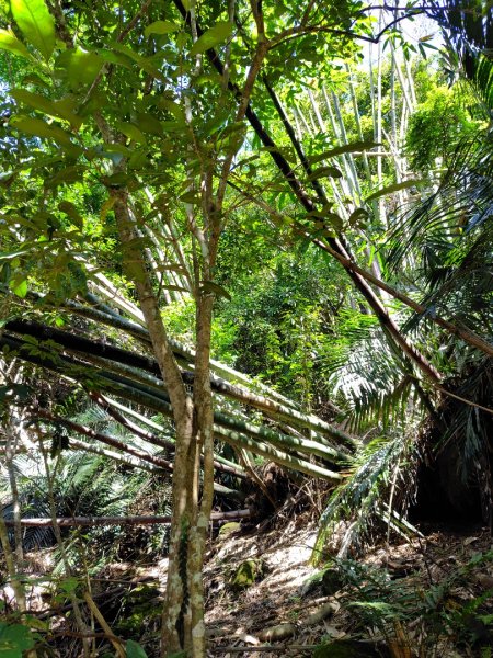 九彎仔步道2816566