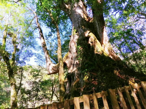 新竹尖石~櫻為妳相遇森林巨木群。 司馬庫斯巨木群步道x櫻花林