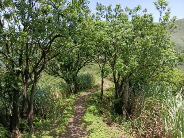 雙溪區不厭亭+牡丹山+樹梅坪+鷹石岩山神廟+不厭亭+奉憲示禁碑+三貂崙+不厭亭8字走2766318