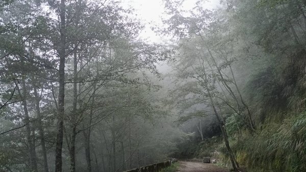 20251010 大雪山國家森林遊樂區 - 船型山林道 登 烏石坑山2911057