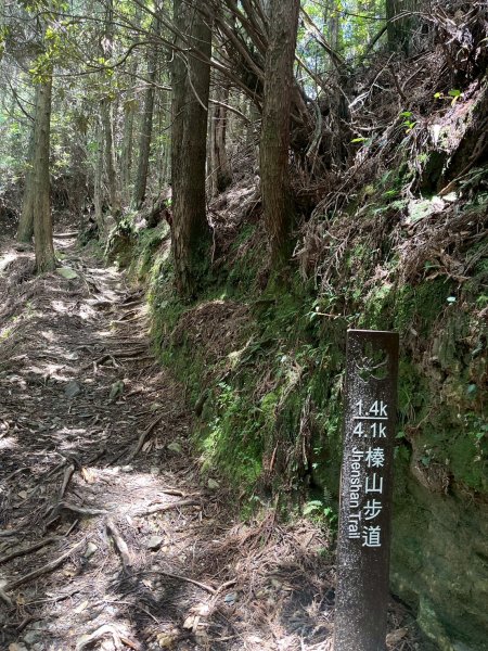 新竹 五峰 觀霧國家森林遊樂區 大鹿林道西線 榛山步道2811391