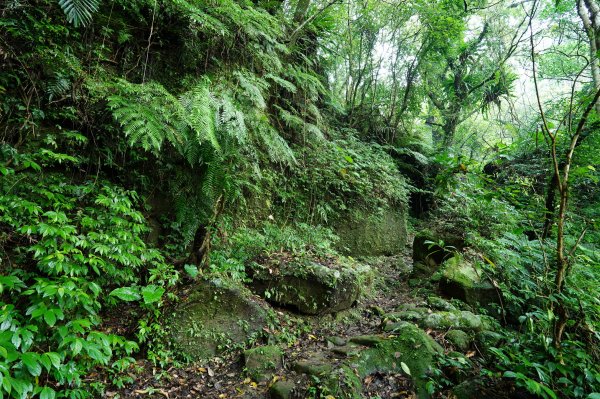 新北 石碇 西帽子岩、炙子頭山、溪邊寮山2551943