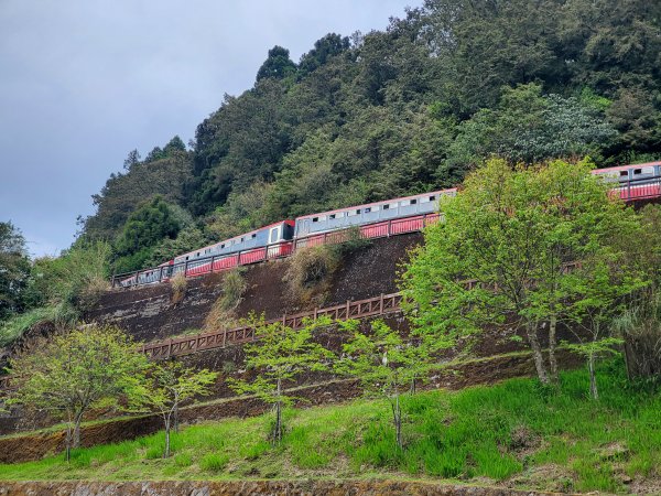 阿里山大塔山899515