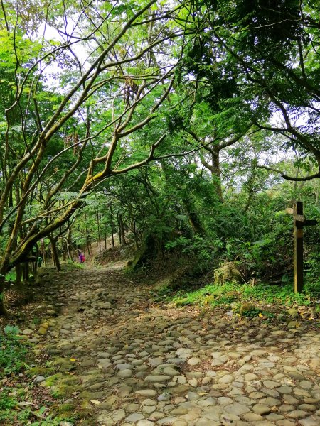 台南白河~台南第一高峰。 關仔嶺大凍山917813