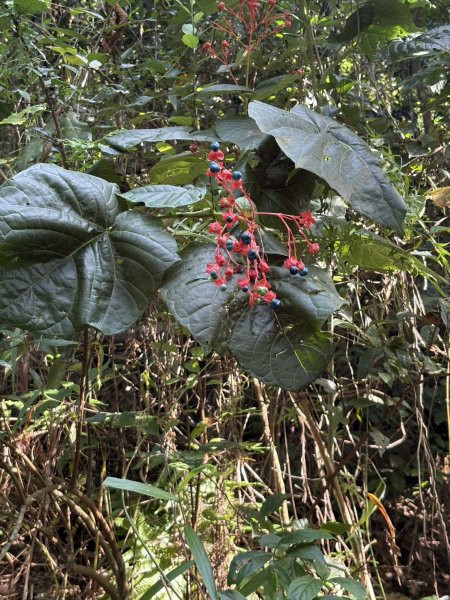 20251010南化龍麟山步道2914982