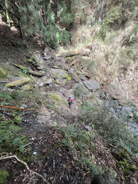 【樂山林道】鐵道遺跡、尤命神木、鹿坑山1650763