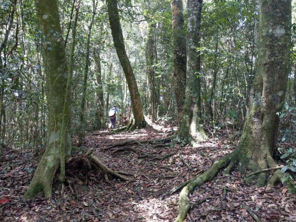 石壁山(小百岳#55)及嘉南雲峰。穿越武俠電影場景之孟宗竹林區1363343