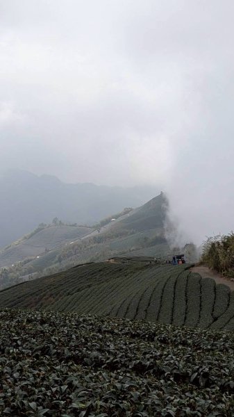 雲嘉五連峰 (大尖山、二尖山、馬鞍山、梨子腳山、太平山)2991054