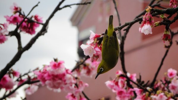 樂活公園櫻花2016482