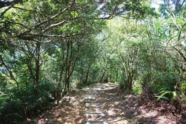 〔石碇〕鱷魚島🐊🐊🐊，晴空萬里下的萌萌淡碇鱷   最美。石碇 千島湖 土虱頭  永安景觀步道2213359