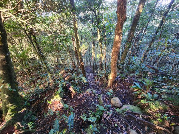 20250112貴妃山那結山外鳥嘴山蓮包山O型2727146