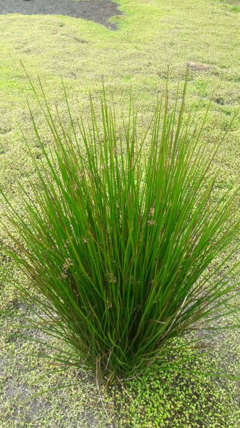 楓之谷~天巒池~武法奈尾山497580