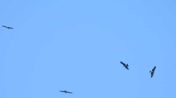 雲山水花鳥蝶 - 天龍國阿伯的日常7/18 & 21、22、292553937