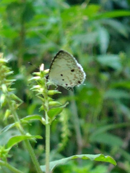 唐麻丹山 蝴蝶谷2918873
