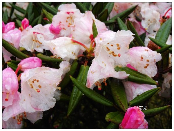 合歡石門山步道907856