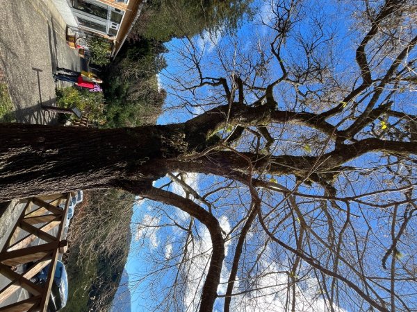 20231127_觀霧榛山步道（森遊竹縣）2763086