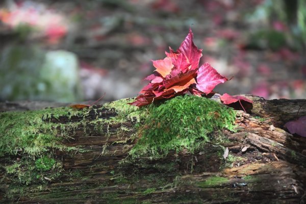 鳶嘴稍來步道賞楓季 ，大雪山門票優惠到12/31！2969536