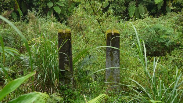 古魯林道登山健行趣(步道)1657620