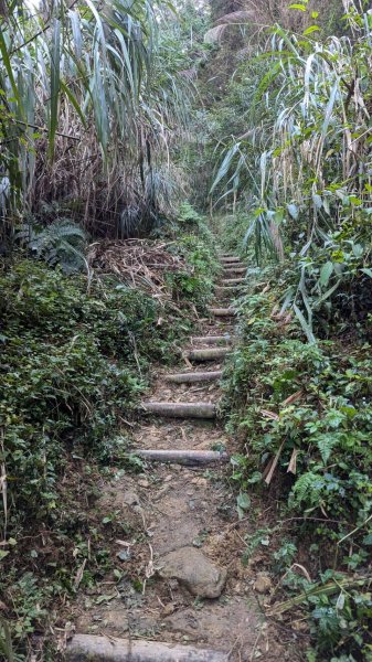 金柑樹山、忘憂森林步道｜嶺頭山2645528