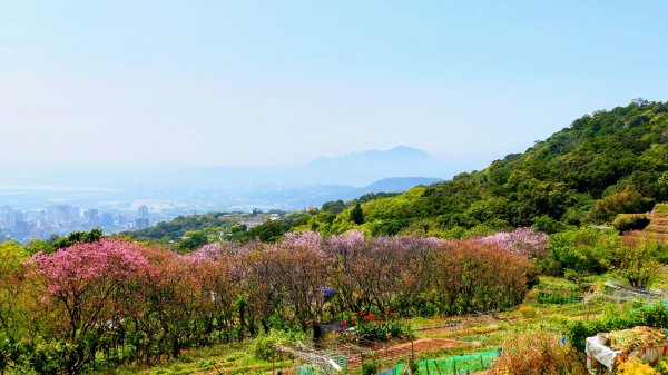 十八份拐圳,陽峰古道,花鐘3017703
