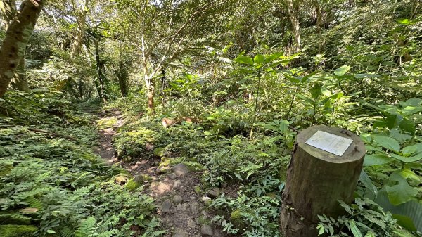 樟之細路三坑到關西3015342