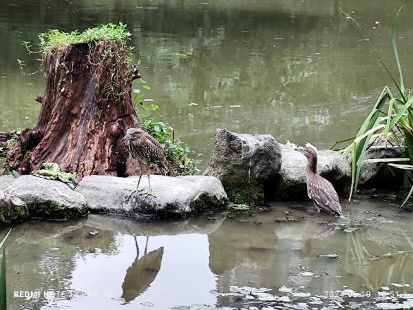 大安森林公園、安湖三號公園【走路趣尋寶，全臺齊步走】