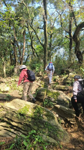 2025-0204 鶯歌_大凍山_三角埔頂山_迴龍2707860