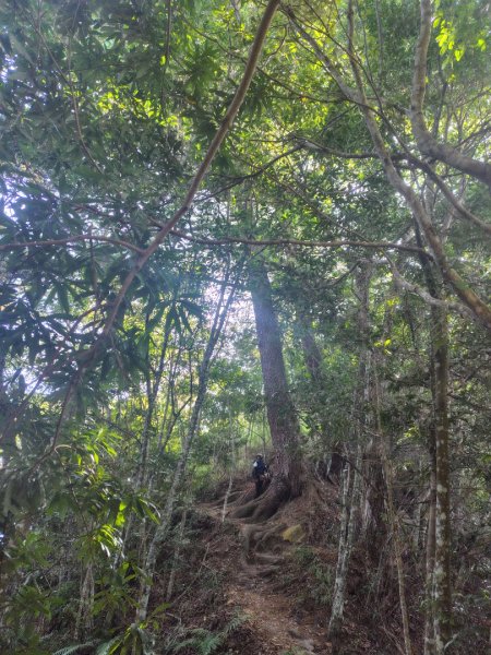 唐麻丹山 蝴蝶谷2918949