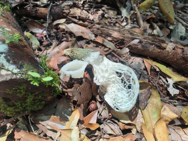 1130511夫拉縱走2500158