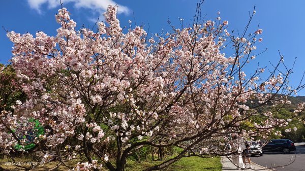 #中山樓 #陽明公園 #十八份 #墨染櫻 #吉野櫻 #唐棉 #小實女貞 #大紅蛺蝶 #夕陽 3/13017027