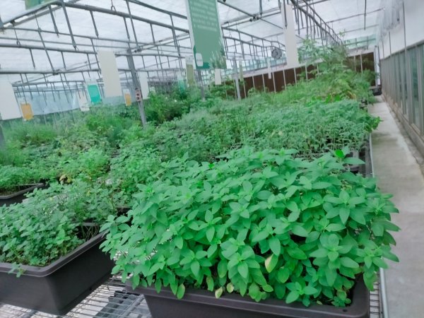 內雙溪自然中心步道(台北小溪頭2812129