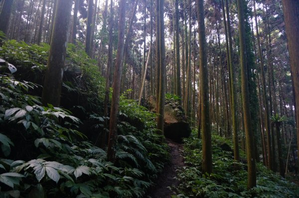 向天湖山、光天高山O型1946600