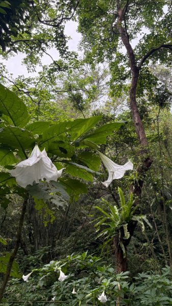 雙石+++牛背2776475