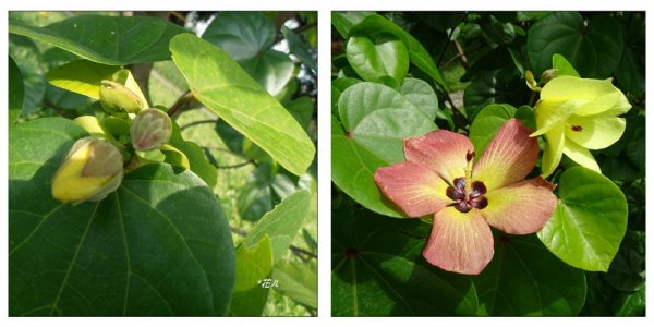 夏日/黃槿的花開1417599